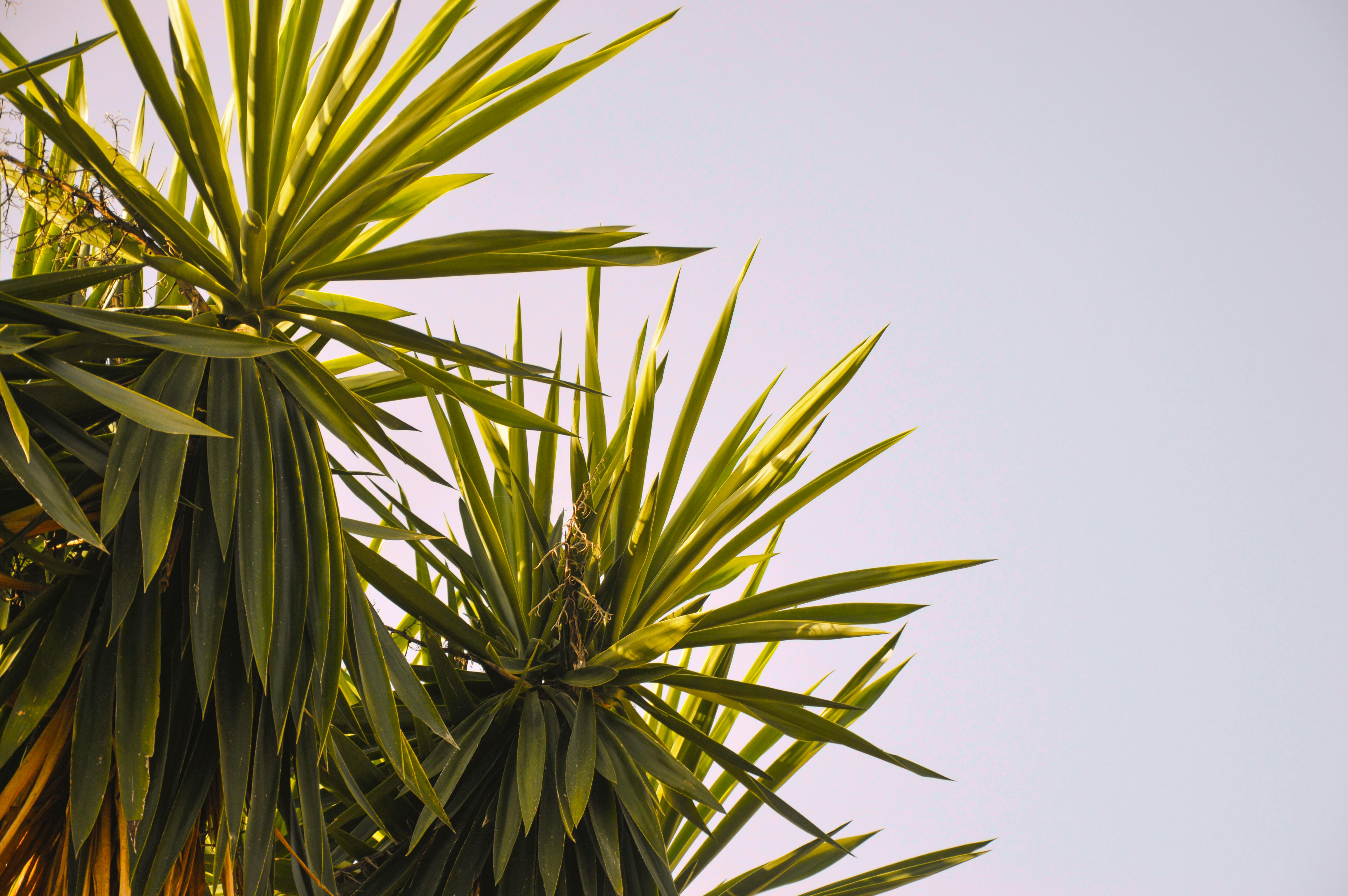 How to Deal with Japanese Knotweed