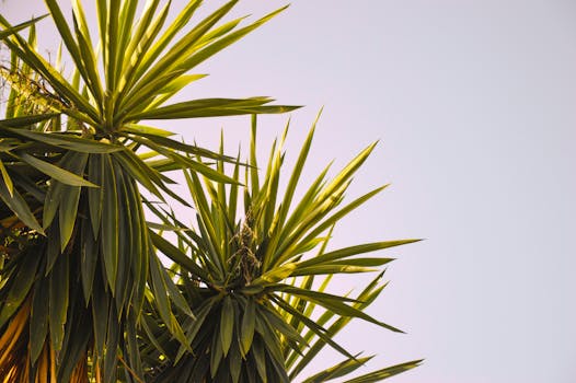 Detailed close-up of green Yucca leaves with clear sky, offering ample copy space.