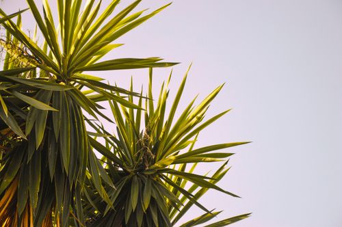 Free Detailed close-up of green Yucca leaves with clear sky, offering ample copy space. Stock Photo