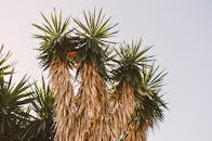 晴朗的天空下，丝蓝树的干叶展示了大自然的美丽