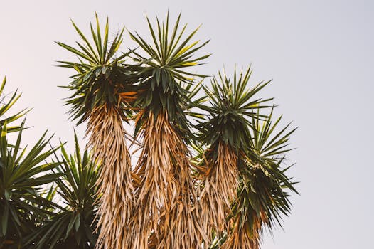 晴朗的天空下，丝蓝树的干叶展示了大自然的美丽