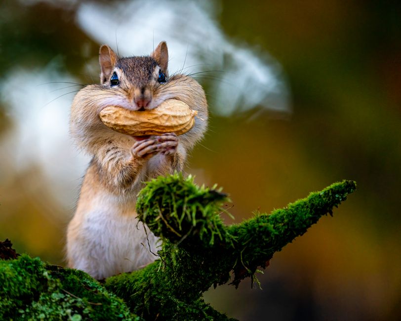 wildlife exclusion removal near me Calabasas wildlife exclusion removal Calabasas