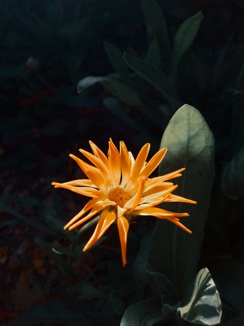 Close-Up Shot of Orange Flower