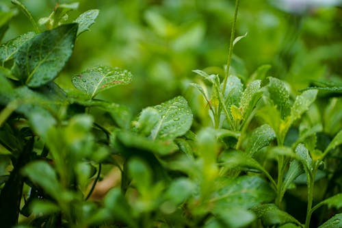 Close Up Photo of Wet Leaves