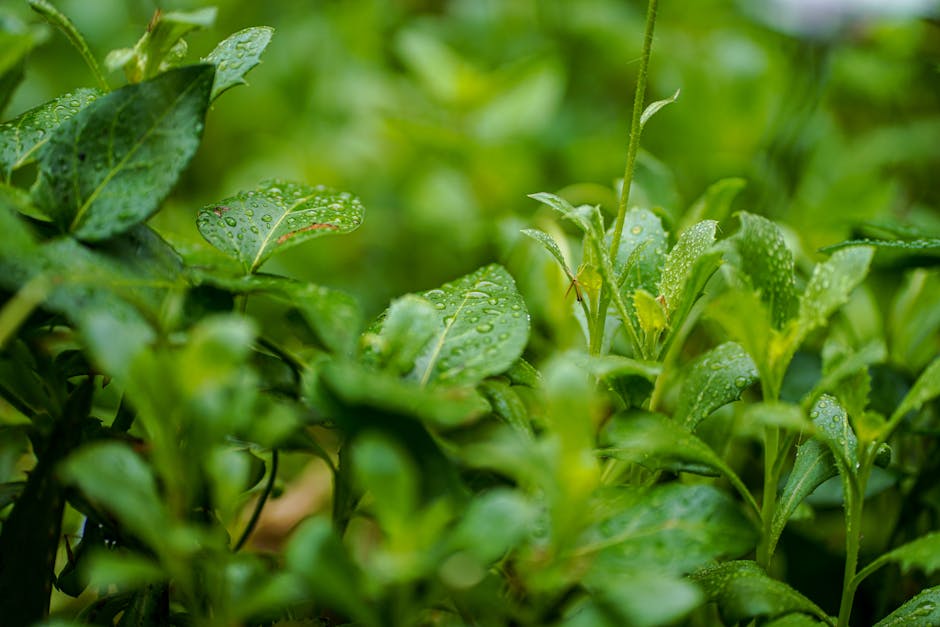 Vibrant close-up of green leaves covered with dew droplets in an Adelaide garden.