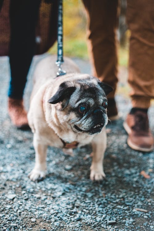 Cute dog on leash walking on asphalt walkway near legs of blurred unrecognizable owners in street in park in city