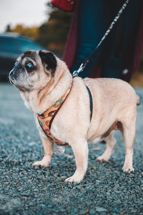 Attentive purebred dog on leash wearing vest while standing on asphalt path near owner legs in street with blurred background