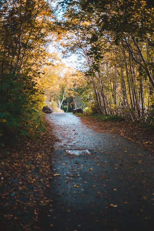 Empty alley in autumn forest