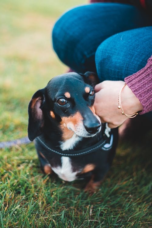Unrecognizable female touching black spotted purebred dachshund wearing vest while squatting on grassy field in nature while walking dog outside
