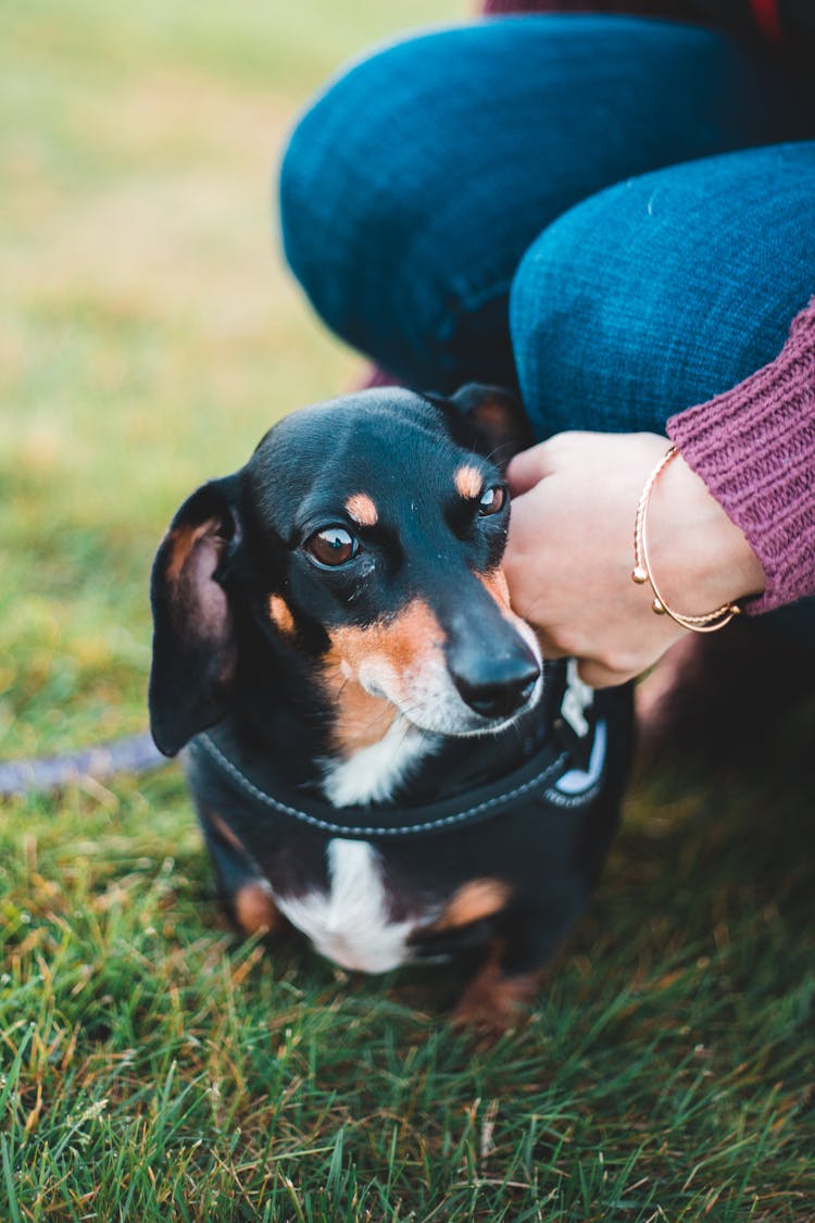 Crop Woman With Dog On Grass