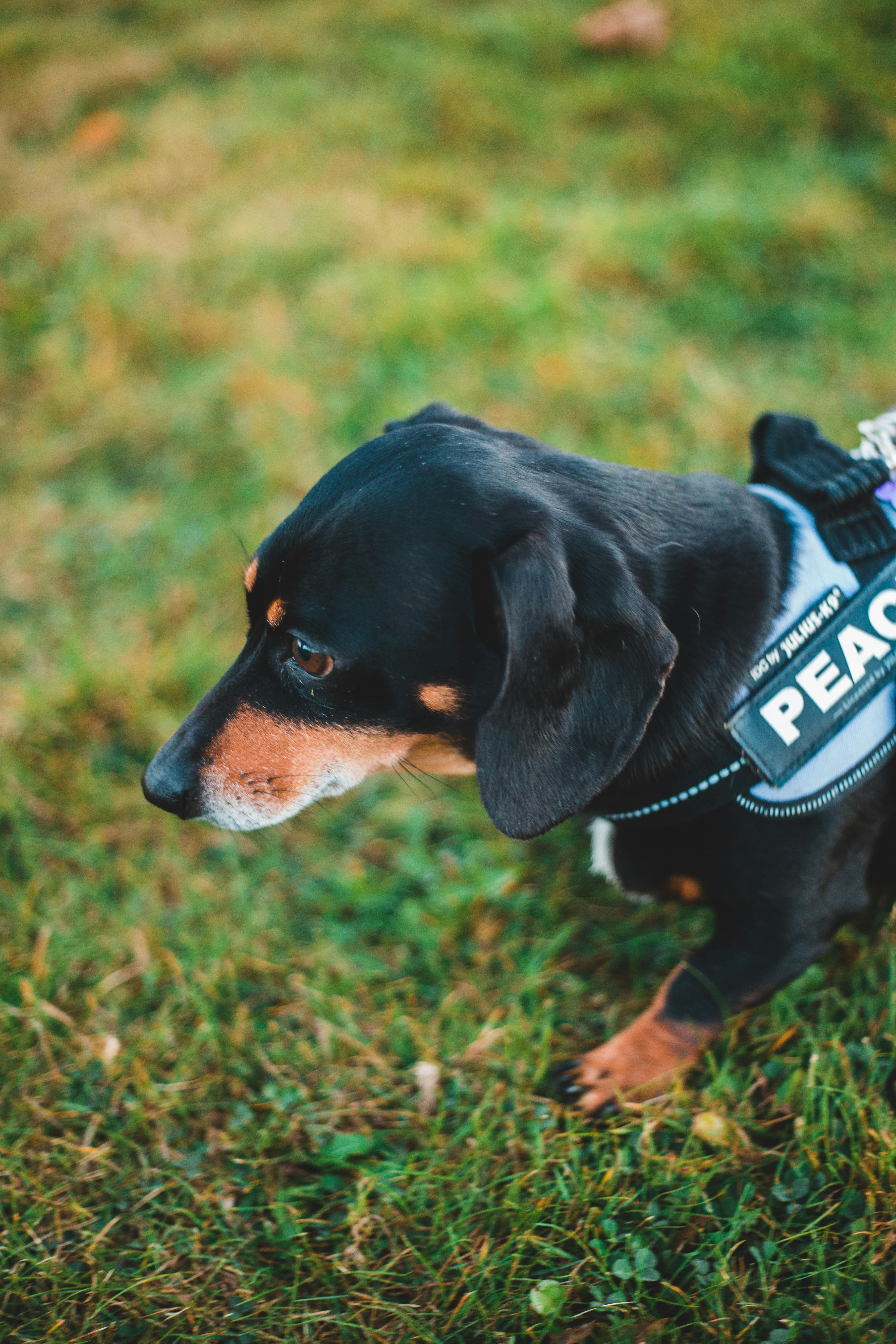 From above of cute black domestic dachshund wearing vest walking on grassy field in nature with blurred background in daytime