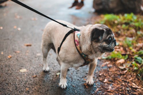 Free Curious domestic pug on leash walking on asphalt road with dried leaves in autumnal day in park on blurred background Stock Photo
