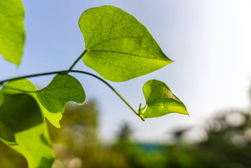 Gratis lagerfoto af dybde, flora, grønne blade