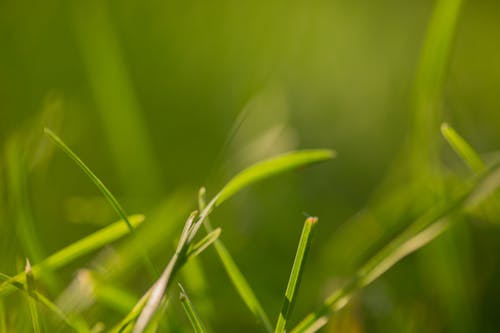 Free stock photo of blade, blades of grass, blurry Stock Photo
