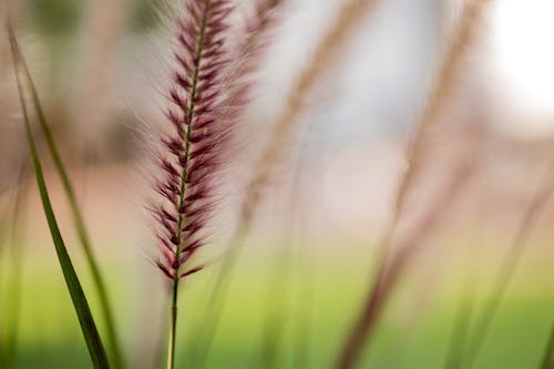 Herbe Violette