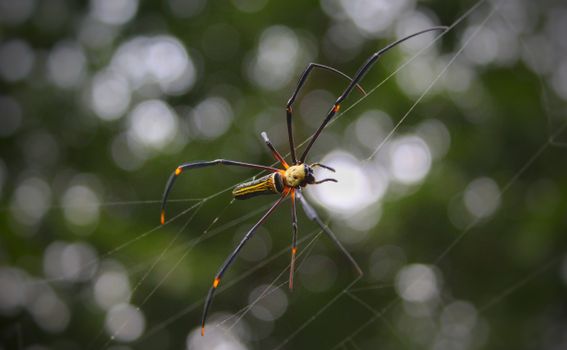 Detailed macro shot of a beautiful spider suspended on its web with a blurred natural background.