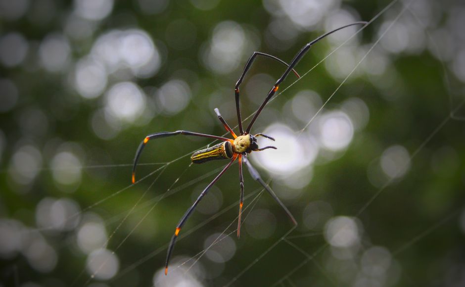 Detailed macro shot of a beautiful spider suspended on its web with a blurred natural background.
