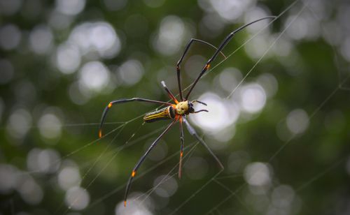 Free Detailed macro shot of a beautiful spider suspended on its web with a blurred natural background. Stock Photo