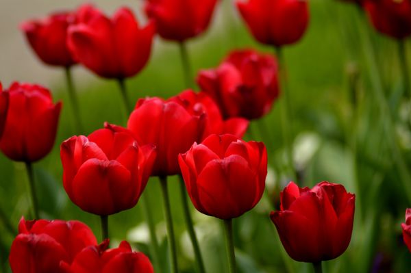 Red Tulips in Spring Garden jigsaw puzzle