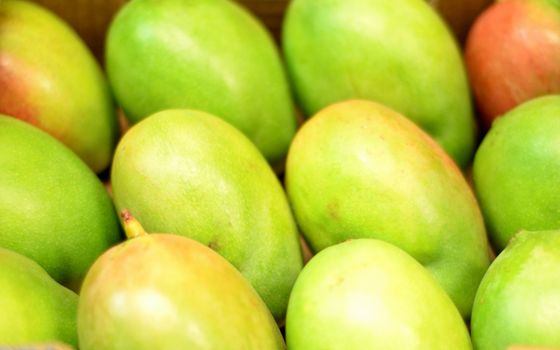 Vibrant green mangoes displayed close-up, celebrating tropical fruit freshness.
