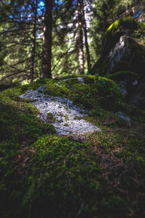Free Rough rocky ground covered with green grass in lush coniferous forest on sunny day Stock Photo