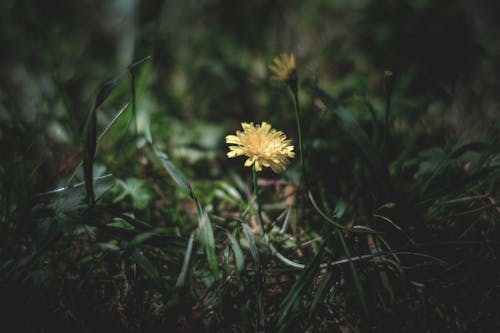 Imagine de stoc gratuită din angiosperme, aromă, asteraceae