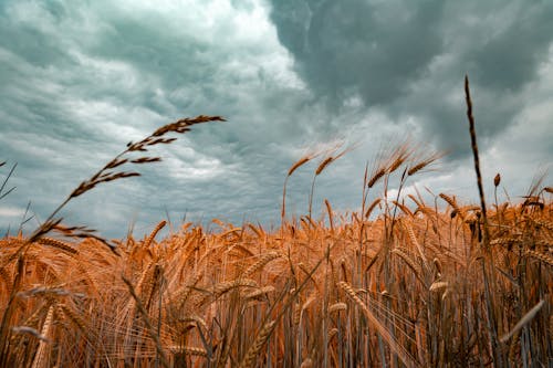 Brown Wheat Field Under Cloudy Sky