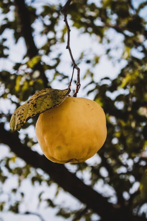 Yellow Fruit on Brown Tree Branch
