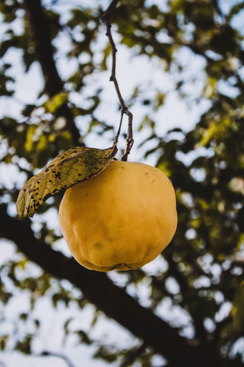 Free A close-up shot of a ripe quince hanging on a branch with blurred leaves in the background. Stock Photo