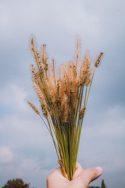 Бесплатное стоковое фото с вертикальный выстрел, держать, коричневая трава