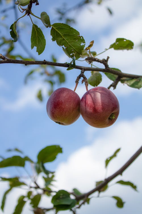 Darmowe zdjęcie z galerii z fotografia kulinarna, gałąź drzewa, jabłka
