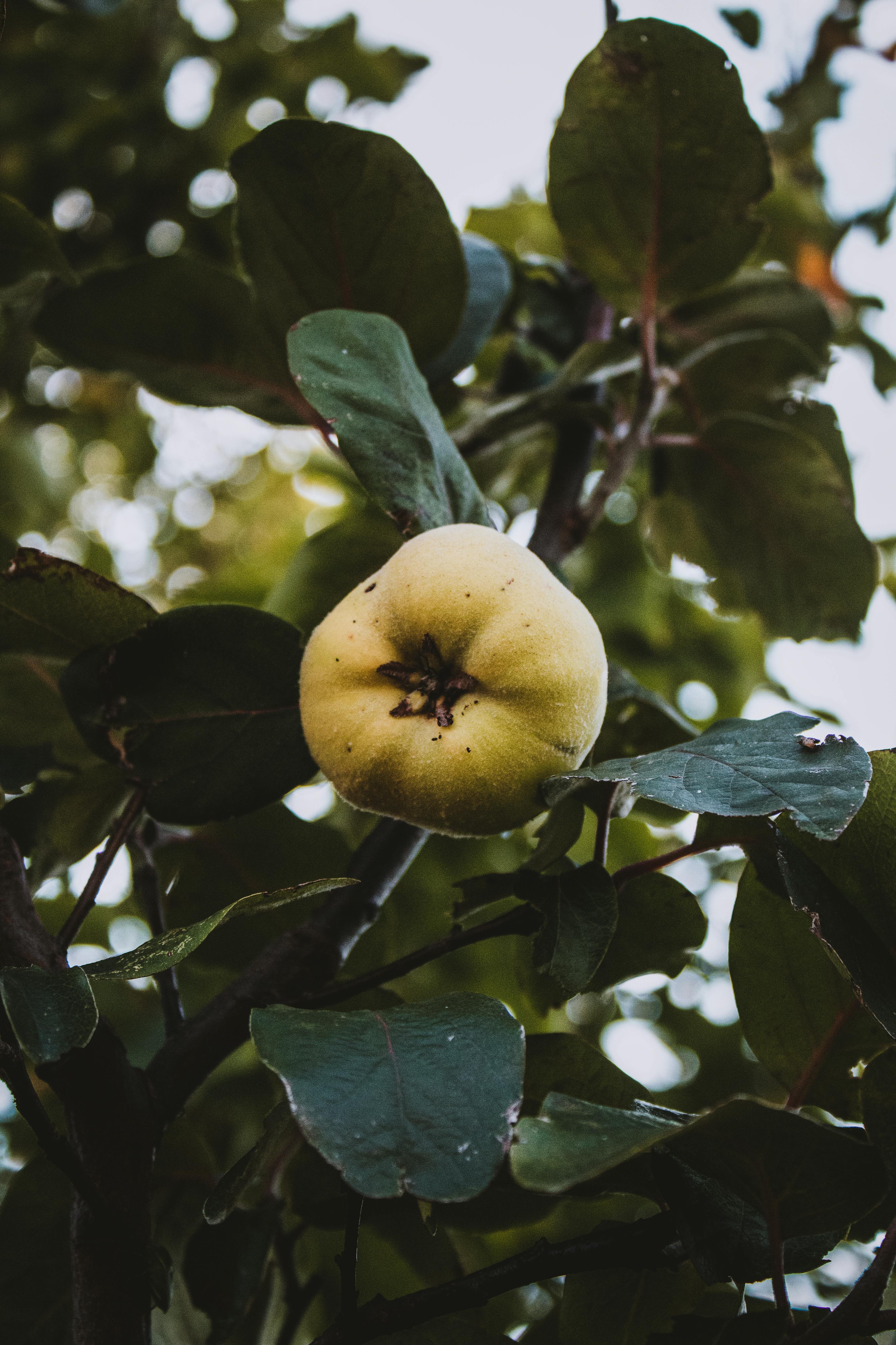 Close-up view of a ripe quince fruit hanging on a tree branch with greenery.