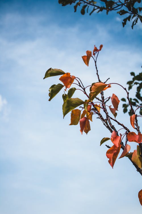 Fotos de stock gratuitas de colores de otoño, estado de ánimo de otoño, hojas