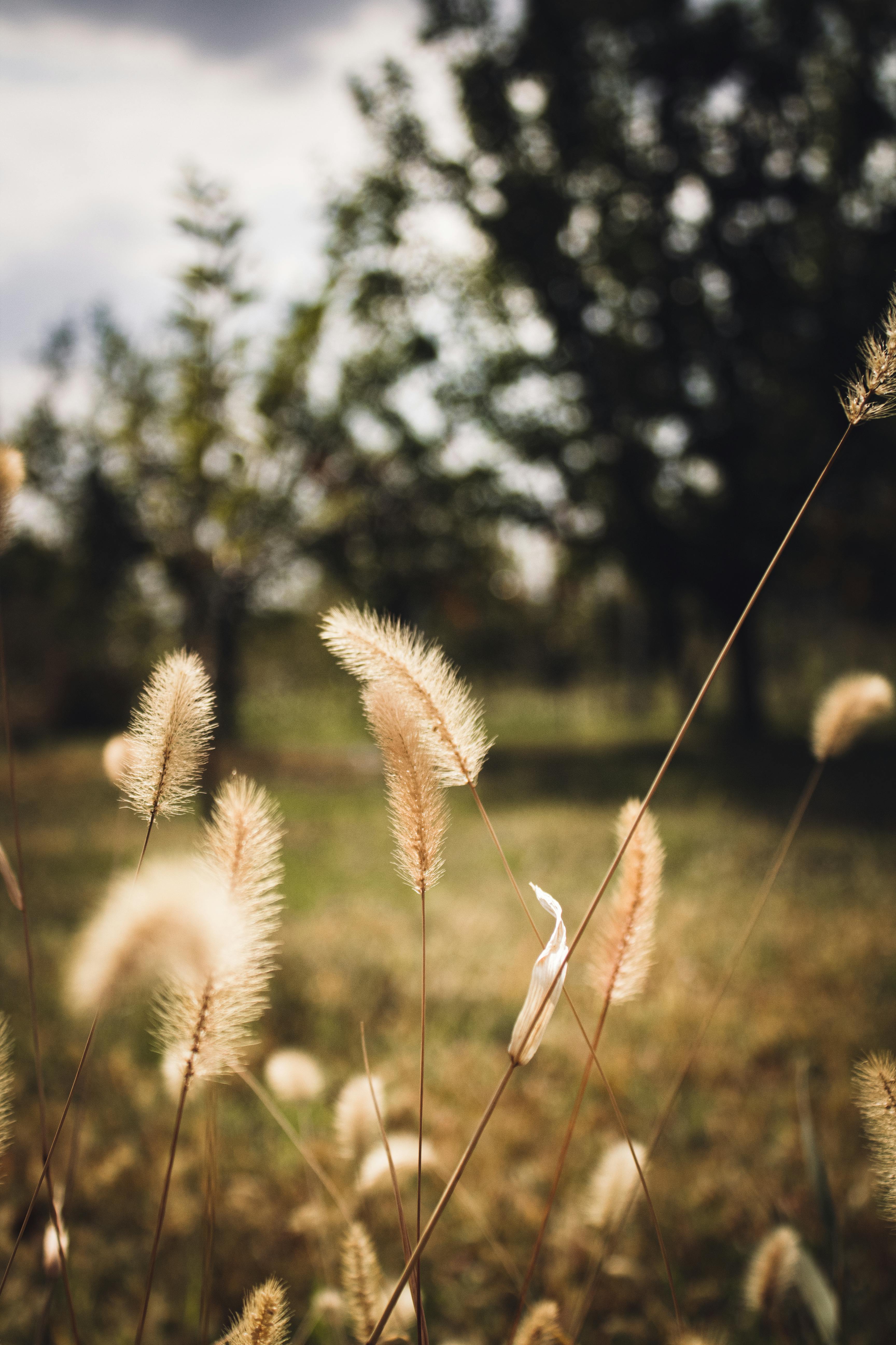 Sunlit close-up of tall brown grass with blurred forest backdrop captured in fall.
