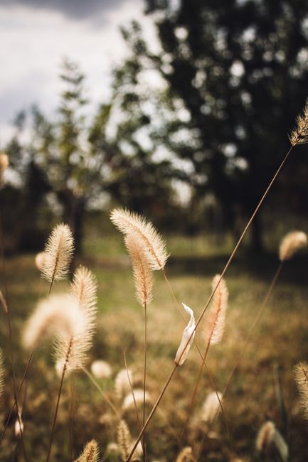 Sunlit close-up of tall brown grass with blurred forest backdrop captured in fall.
