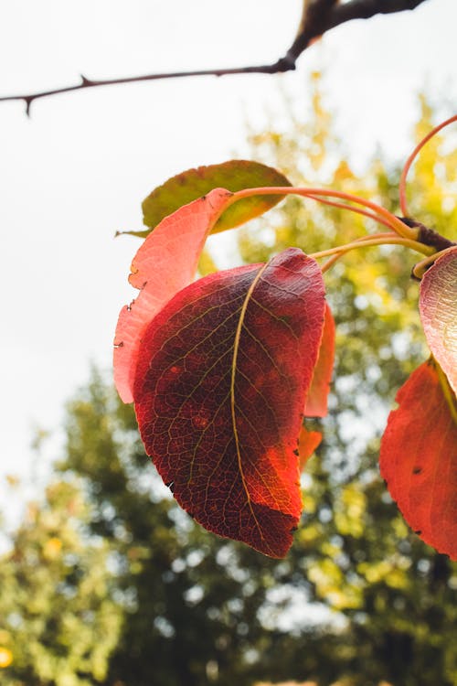 Darmowe zdjęcie z galerii z atmosfera de outono, czerwony, jesień