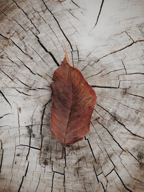 Fotos de stock gratuitas de atmosfera de outono, colores de otoño, de madera