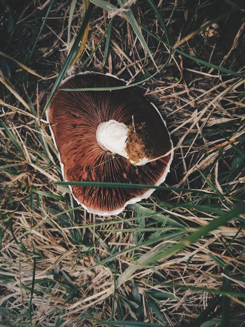 Brown and White Mushroom on Green Grass