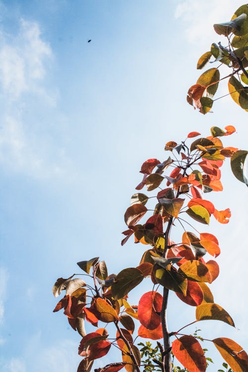 Darmowe zdjęcie z galerii z atmosfera de outono, czerwony, drzewo