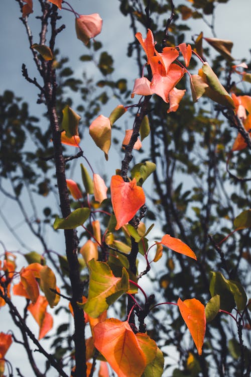 Red and Green Leaves in Tilt Shift Lens