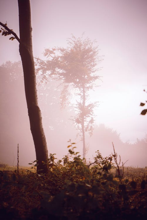 Kostenloses Stock Foto zu bäume, dämmerung, friedvoll