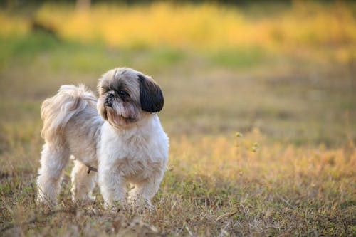 Free Photo of a Shih Tzu Dog on the Grass Stock Photo