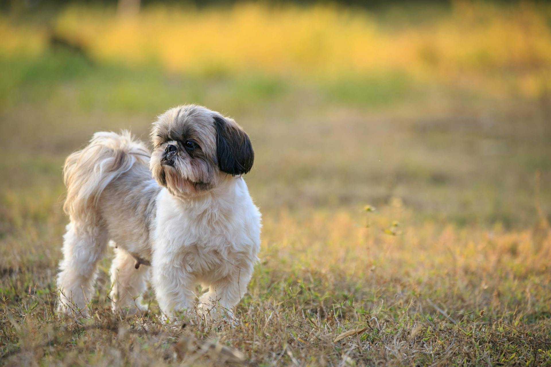 Bild av en shih-tzu-hund på gräset