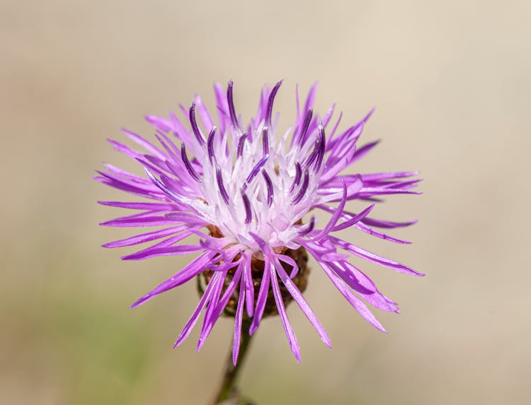 Close Up Of Purple Cornflower