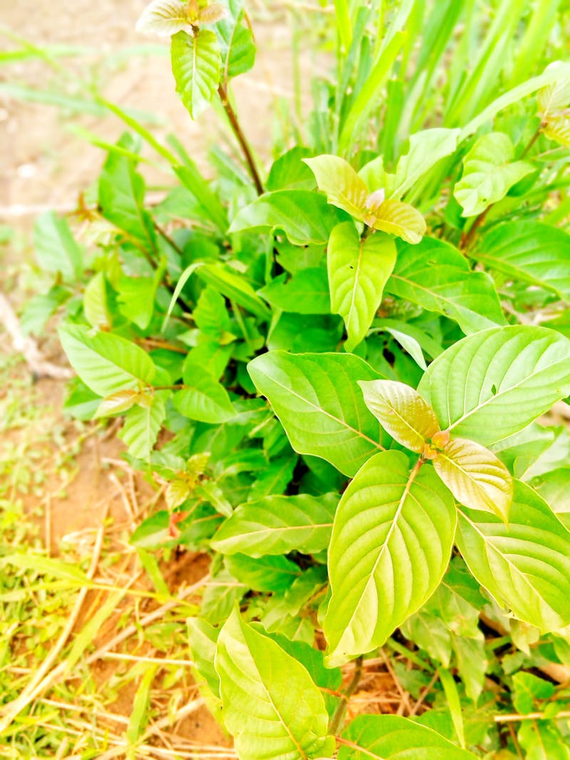 Panier garni artisanal avec produits du terroir et ruban rouge