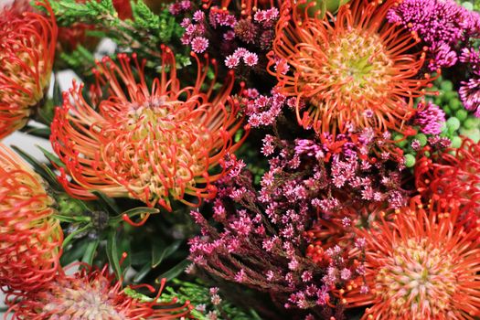Close-up of Colorful Flowers 