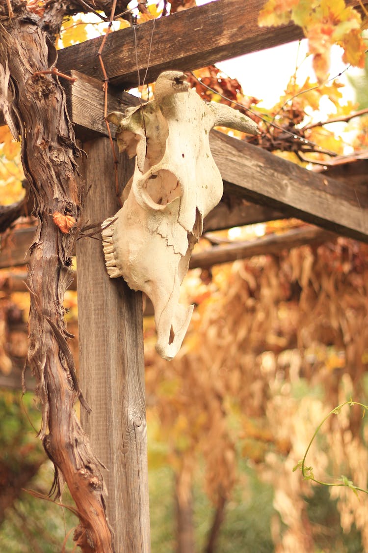 Animal Skull Attached To Vine Trellis In Countryside