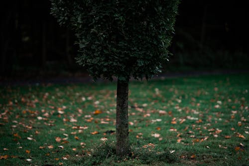 Immagine gratuita di albero, albero verde, autunno