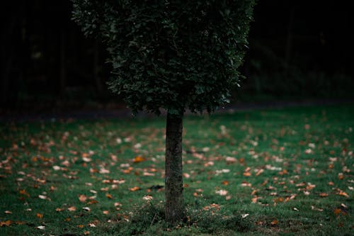 Kostenloses Stock Foto zu baum, blätter, draußen