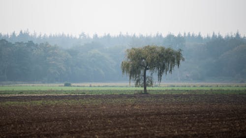 Бесплатное стоковое фото с одиночество, осень, сельскохозяйственная земля